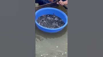 Cá nàng 2 giống (thác lác cườm) ace cần mua gọi trực tiếp cho em ĐT 0919955469 hoặc 0918955469