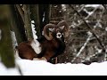 Wildlife in winter 2018, Episode 01 - Mouflons