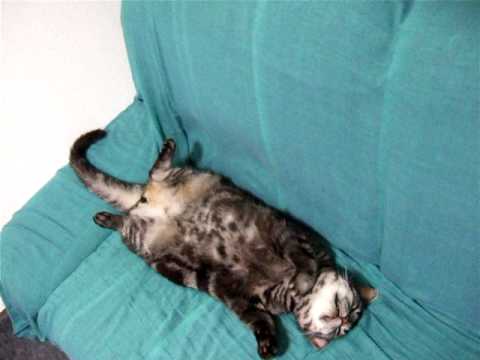 猫は暑いとこうなる おじぎ猫 Ojigi Cat Avi Youtube