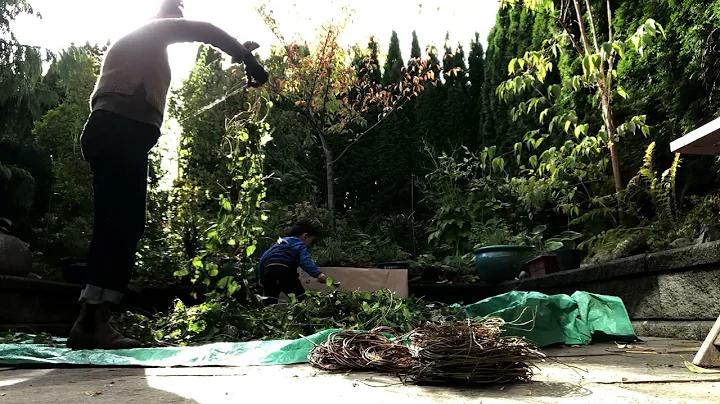 Plants Are Teachers: Juliana Bedoya Processing English Ivy and Morning Glory Time Lapse