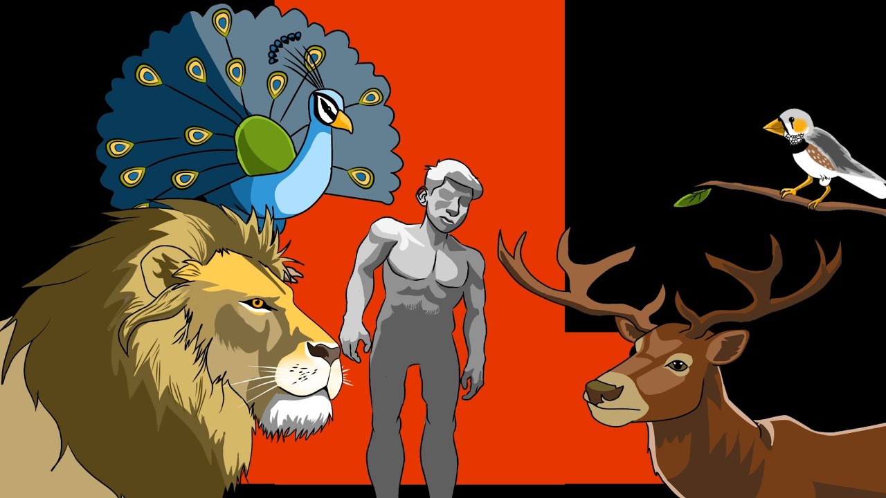 Os homens são o sexo bonito, não as mulheres 