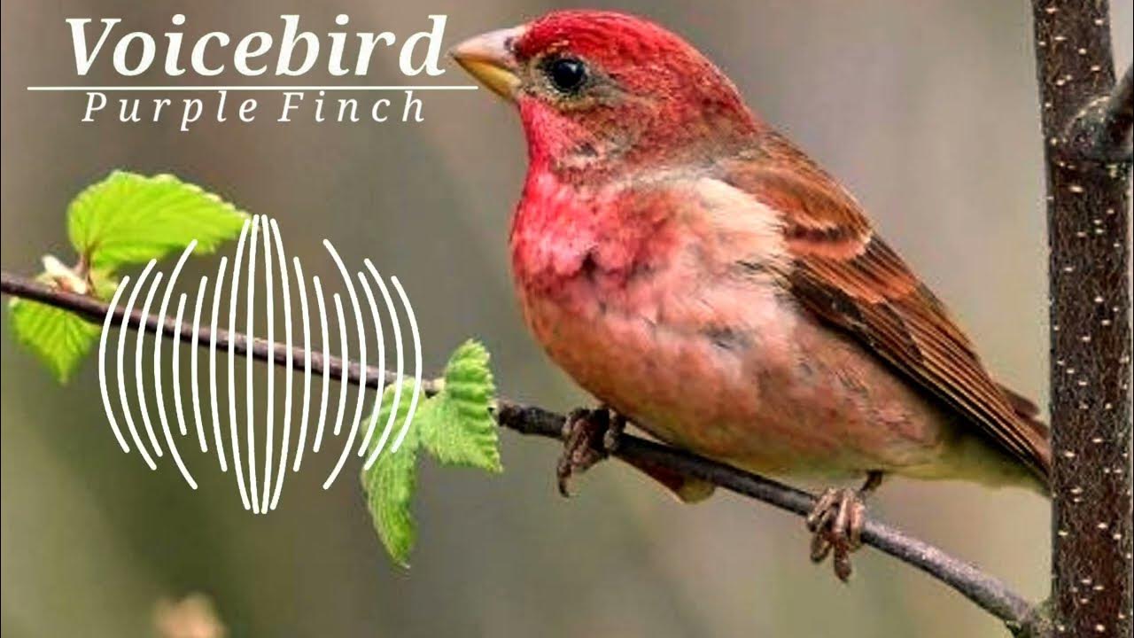 What Does A Purple Finch Sound Like purple finch bird sound - YouTube