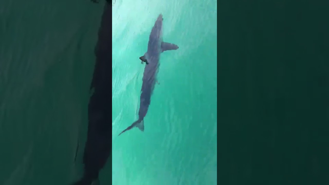 Mako Shark swims near the wrong beach in the Dominican Republic Two