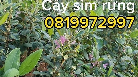 Sỉ lẻ cây sim rừng toàn quốc, cao từ 50 đến 80cm, đang ra hoa, nụ, quả