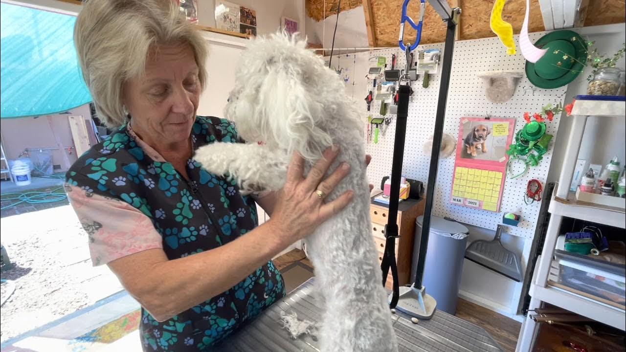 Avoiding Clipper Burn When Stripping a Dog YouTube