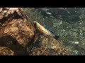 ALL NEW SPECIES!!! Fishing in Croatia - Part 1 of 2 from Crisnjeva - Adriatic Sea