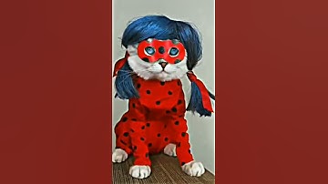 kucing lucu, kucing imut, jedag jedug lucu, mukanya pasrah banget #kucing