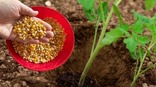 Pour just 1 tablespoon into the hole before planting tomatoes and watch what happens!