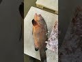 سمك ميرو اصلي مشاء لله سمك ميرو اصلي مشاء لله