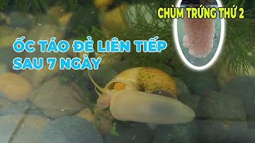 Ốc táo vàng lại đẻ tiếp chùm trứng thứ 2 chỉ sau 7 ngày đẻ chùm trước| Trứng của ốc táo vàng.