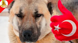 Türkleri̇n Gururu 7 Köpek Ci̇nsi Turkish Kangal Akbaş Malaklı Ş I