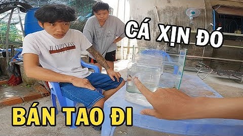 Cười Sặc Cơm khi ông chủ trại cá Betta nổi Máu Tham và cái kết nhớ đời