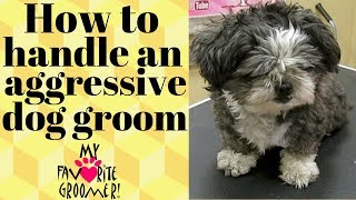 How to groom a mean Shih Tzu