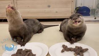 Otter Pups' Reaction to Their First Taste of Steak!