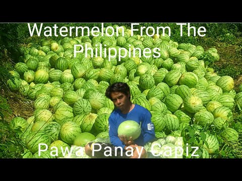 Video: Ang Karanasan Ng Lumalagong Mga Pakwan At Melon Sa Isang Greenhouse