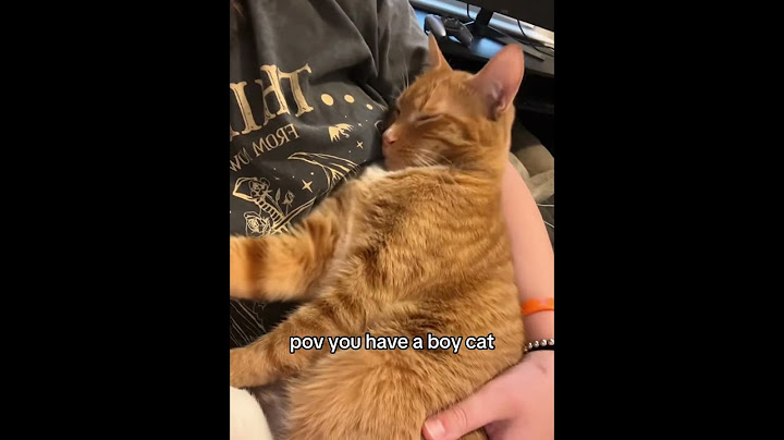 When you have a boy cat