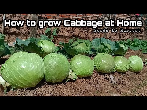 How to Grow