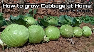How To Grow Cabbage At Home From Seeds To Harvest Easy Fro Beginners By Ny Sokhom