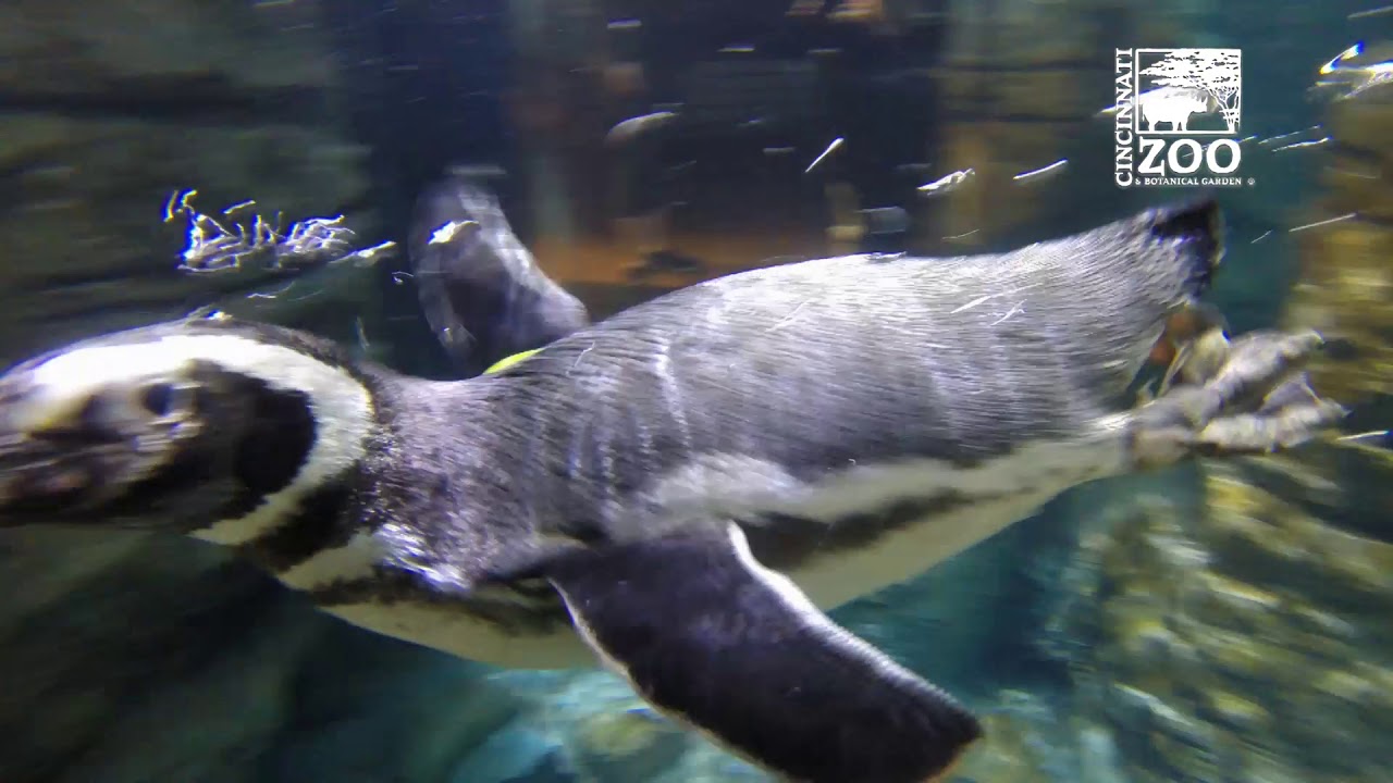 African penguin - Cincinnati Zoo & Botanical Garden