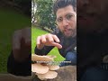 Pleurotus ostreatus #oystermushrooms #foraging #alamedacounty #oakland