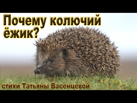 «Почему колючий ёжик?» - описание и интересные факты о колючем представителе животного мира.