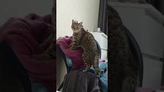 Download Lagu Snoop cat #cat #cute #мем #catlover #chat #pets #юмор #animals #kitten #funny MP3