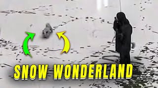 Dog Delights In Winter Snowbound Wonderland