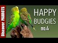 Happy Budgies 4 - Budgerigar Sounds to Play for Your Parakeets | Discover PARROTS