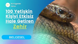 Dünyanın En #Zehirli Yılanı #Taipan #Belgesel #ilan #taypan #yilan Resimi