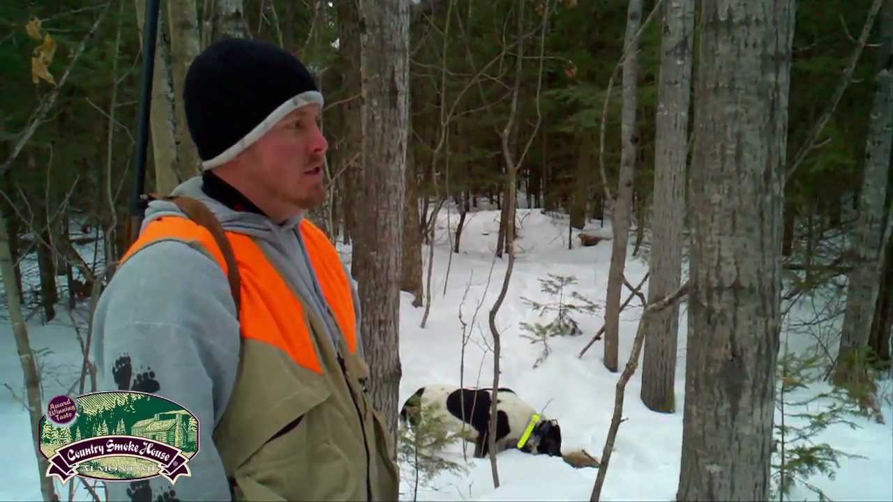 youtube coyote hunting greyhounds