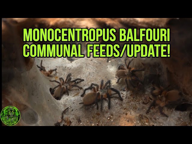 Monocentropus Balfouri Rehouse! - Excavator Clay Build! 