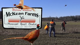 Ultimate Pheasant Hunting Experience at McKean Farms (EVERYONE has to try THIS)