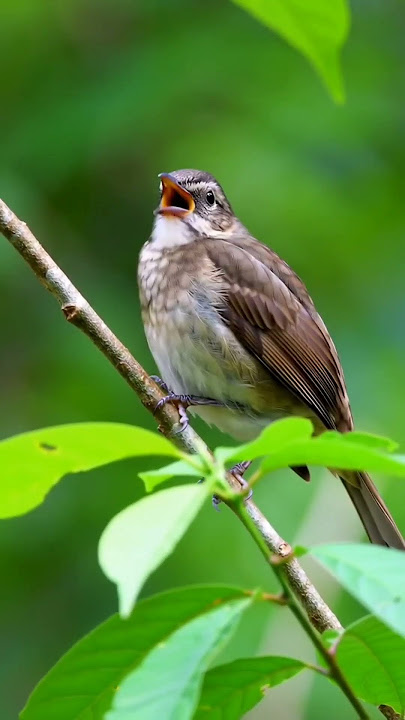 #burungkicaudialamliar #birds #relaxingvideos #birdsounds #kicaumania #shorts #burunggerejagacor