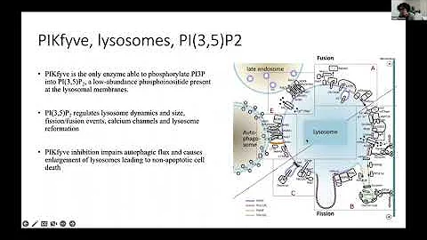 Investigating PIkfyve and Lysosomes as Target in V...