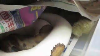Brian Gundy Gives Update On Gravid Pied Clown Ball Python