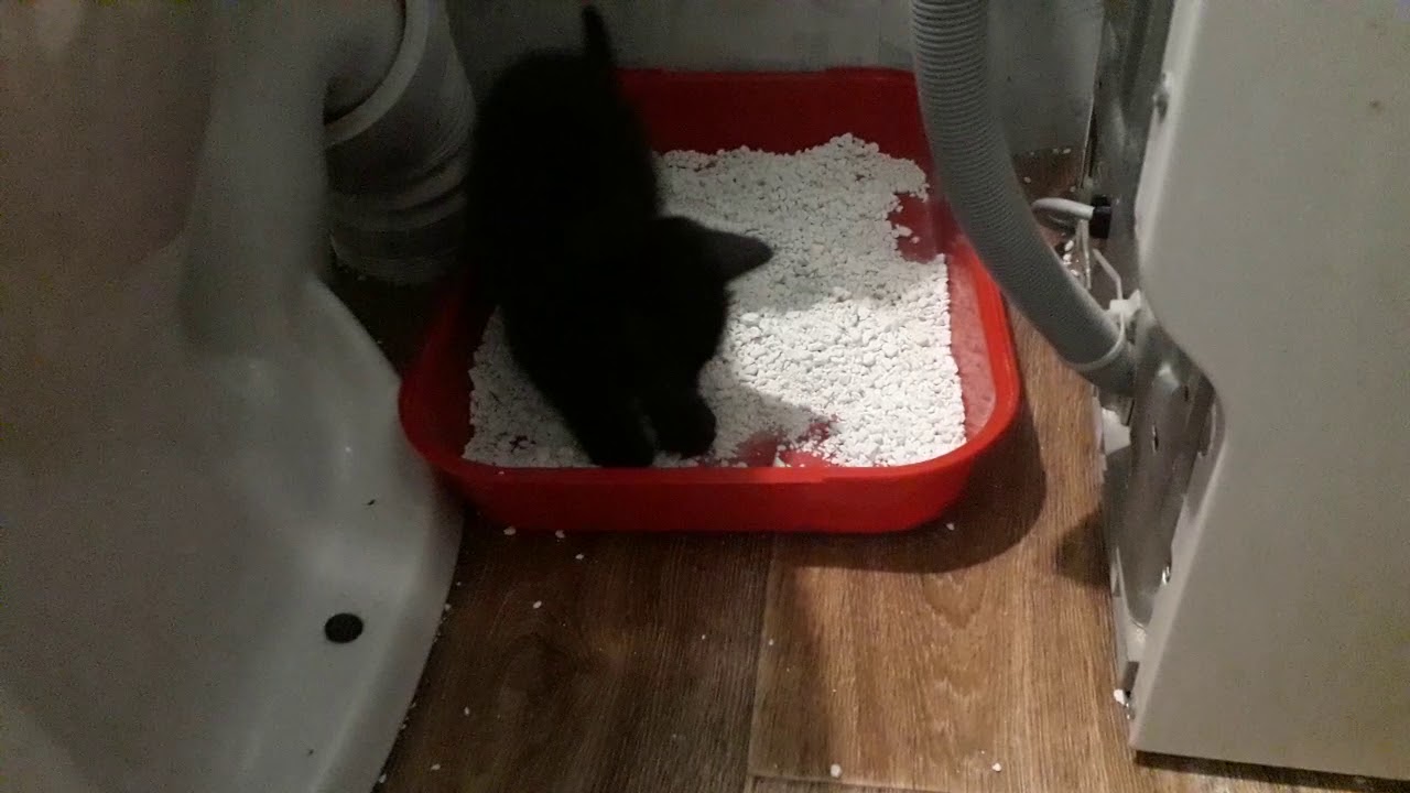 Как помочь котенку сходить в туалет. Как приучить котенка к лотку в 1 месяц. Как приучить котёнка к лотку. Котенок 3 месяца ходит по большому то в лоток то рядом.