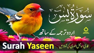 Surah Yasin with Urdu Translation Full | Beautiful Quran Recitation| Quran with Urdu & Hindi Tarjama