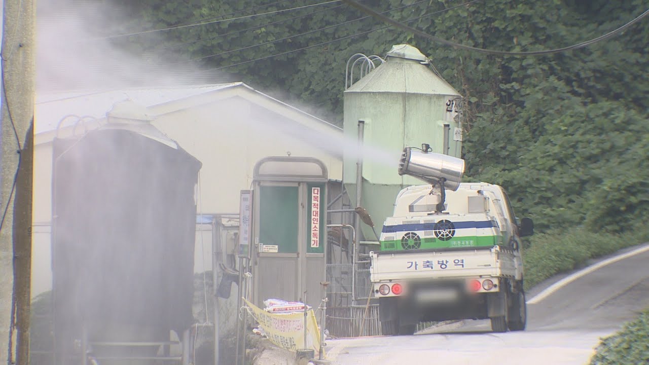 newspaper mockup 충남 의심신고 '음성'…아프리카돼지열병 이번 주 고비 / 연합뉴스TV (YonhapnewsTV)