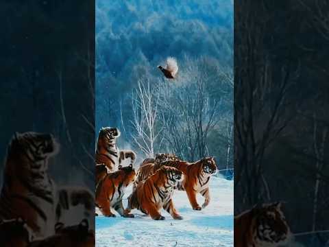 Tiger Tiger Sound Shorts Amina