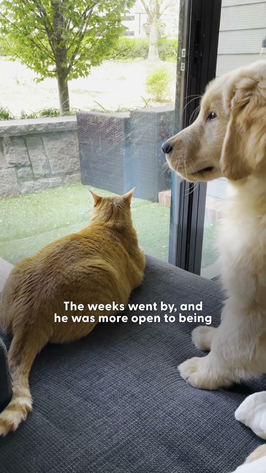 Puppy Loves To Annoy His Cat Big Brother | The Dodo