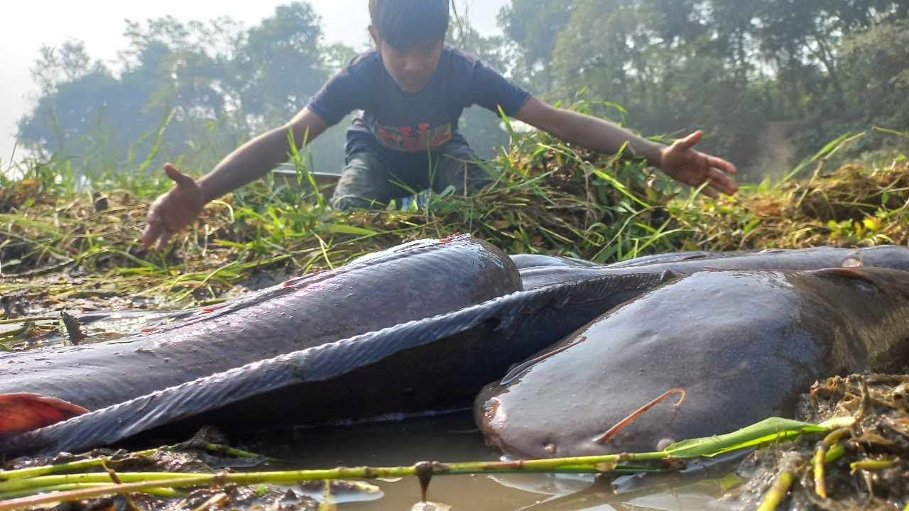 Amazing Boy Catching Many Catfish Under Water Hyacinth Today. Hand ...