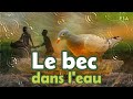 Le bec dans l'eau