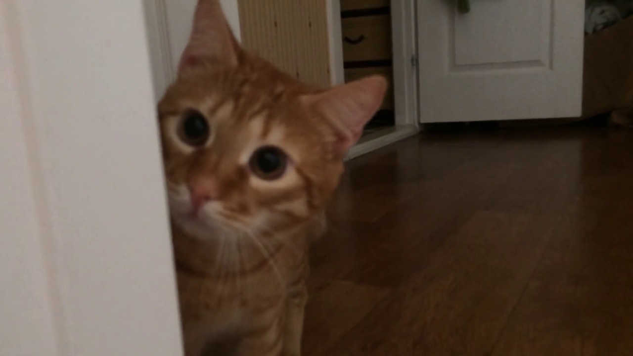 мне кажется, что мой кот следит за мной. it seems to me that my cat is watching me.