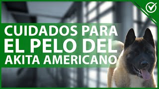 Cuidados Especiales para el pelo de un Akita Americano | Guía Completa ✂