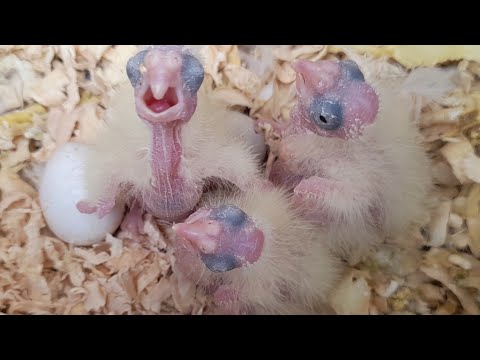 FILHOTE DE CALOPSITA