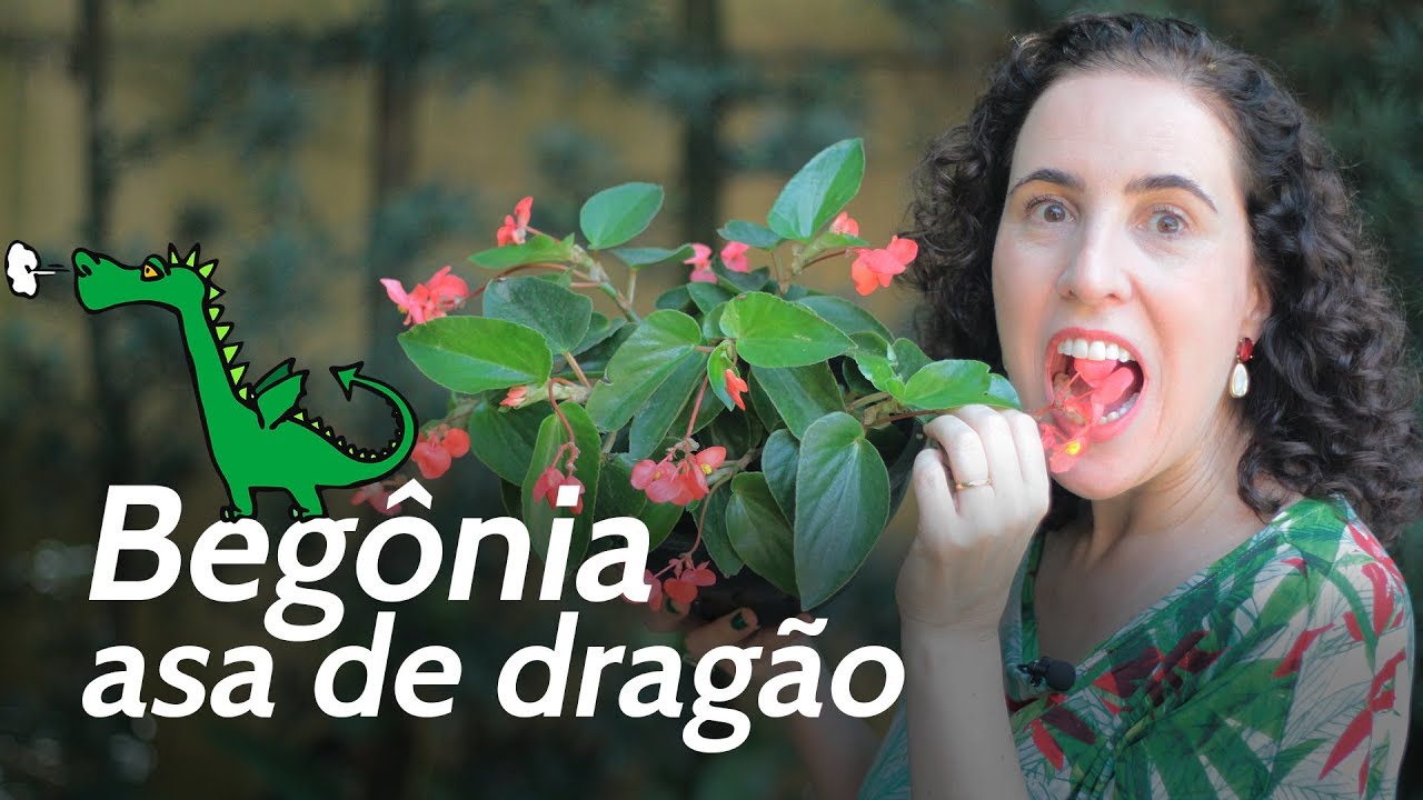 COMESTÍVEL! BEGÔNIA ASA DE DRAGÃO | Nô Figueiredo - thptnganamst.edu.vn