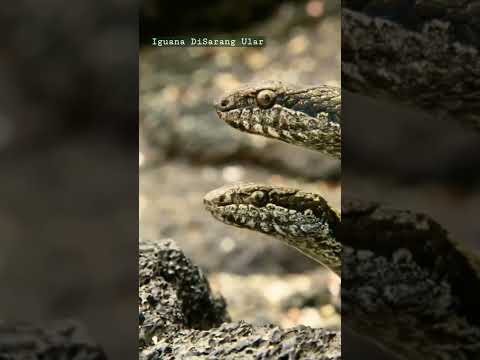 Video: Apa nama kelompok iguana?