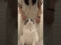 dancing cats video 2025 #catlovers #cat #cutecats #catvideos #funnycats #funniestanimals