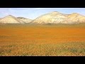 Wild flowers at carrizo plains national monument