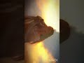 Haseen 🦋 - Talwiinder | Edit by Sound Syndicate